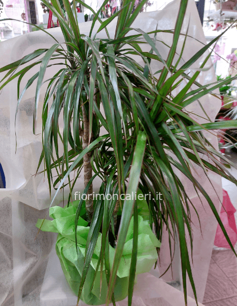 Dracaena marginata  2 tronchi