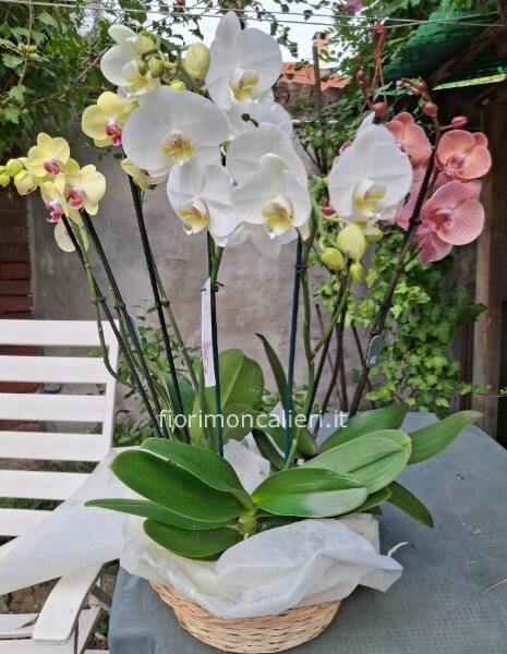 Cesto piante di orchidee miste
