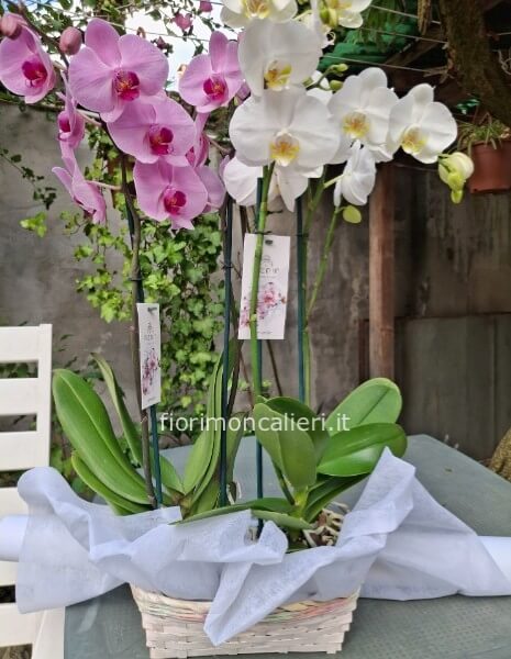 Cesto due piante orchidee colori secondo disponibilità