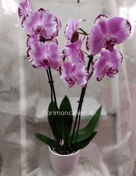 Pianta di Phalaenopsis, diversi colori a richiesta.
