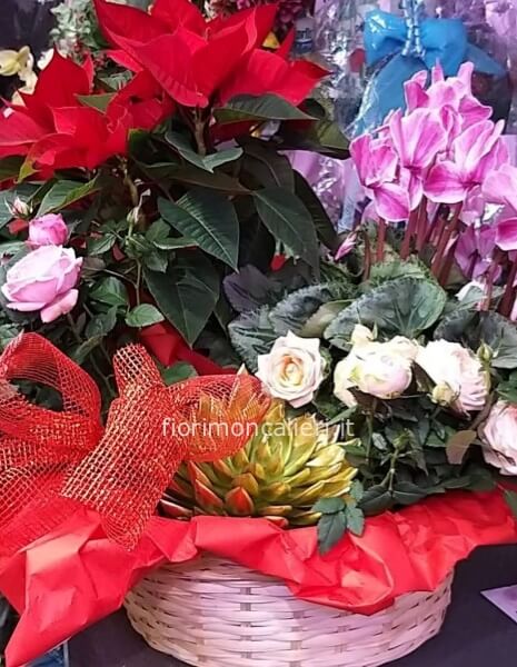 Cesto natalizio con stella ciclamino e altre piante