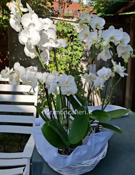 Cesto piante orchidee bianche
